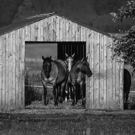 Ranc דירה מרטין